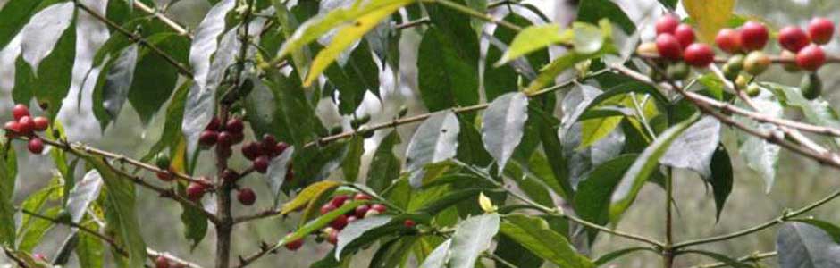 パプアニューギニアのハイランド地方の標高が高い地区で育てられたコーヒーチェリー, Coffee cherry in High altitude coffee farm, Coffee cherry of Papua New Guinea Mountain coffee