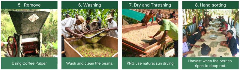 5. Remove, 6.Washing, 7. Dry and Threshing, 8. Hand sorting