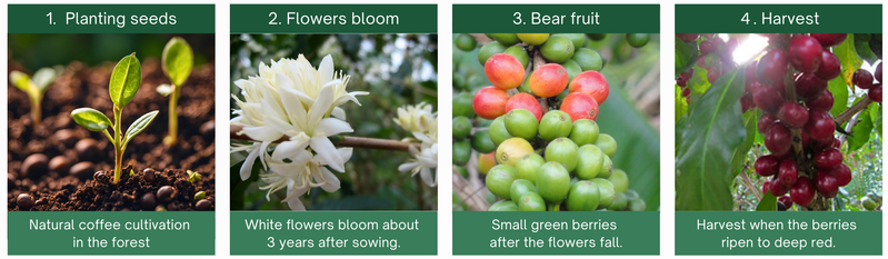 1. Planting seeds, 2. Flowers bloom, 3. Bear fruit, 4. Harvest
