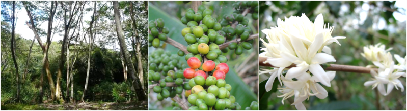 Coffee forest, coffee cherries, white flowers