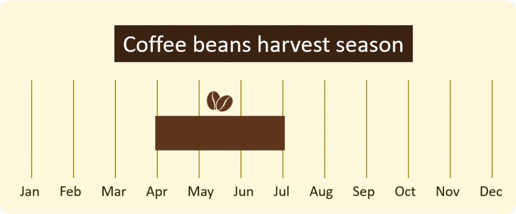 coffee beans harvest season