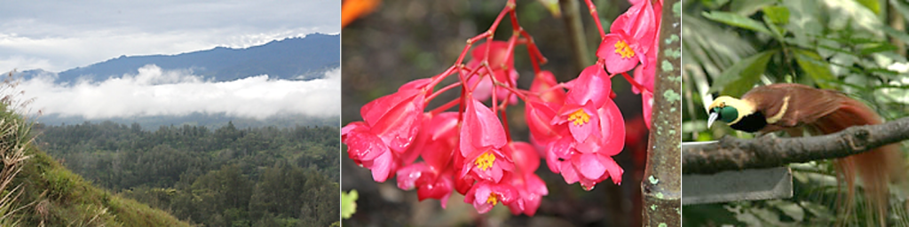 Wahgi Valley farm surrounded by fog. Papua New Guinea flowers blooming on the farm.