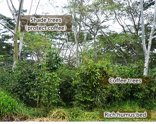 Shade trees, coffee trees