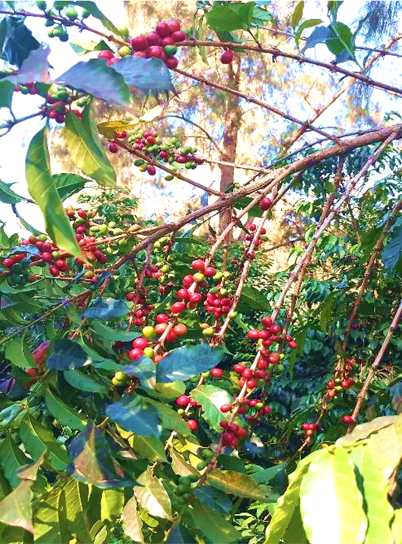 Coffeecherry PNG