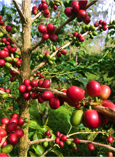Papua New Guinea Coffee cherry