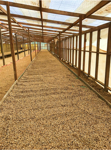 Papua New Guinea Coffees dry house