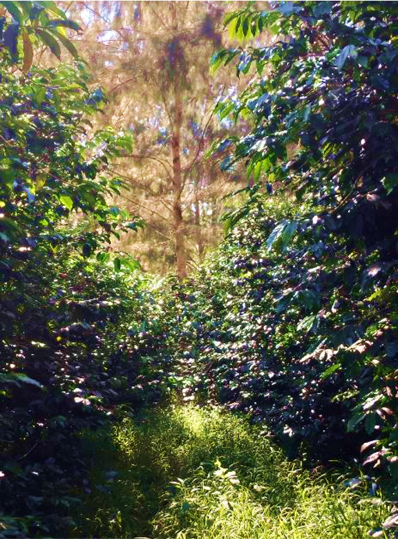 Norikoriforest