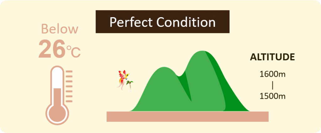 coffee farm best condition