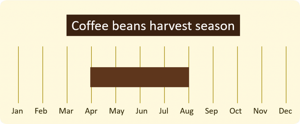 coffee beans harvest season