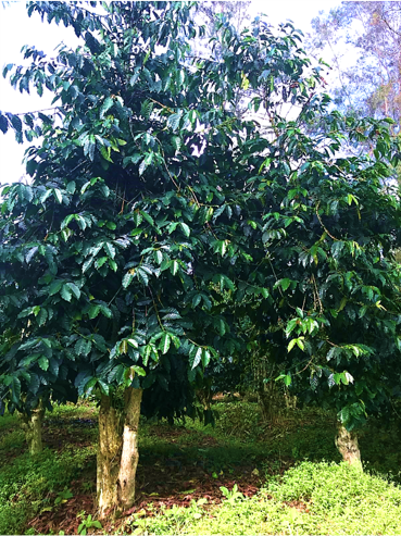 Papua New Guinea Coffee trees