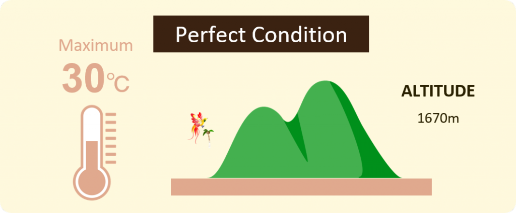 Mount Hagen farm condition