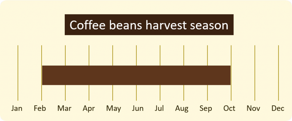 coffee beans harvest season